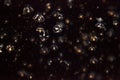 Tiny umbrella jellyfish called Eutonia indicans